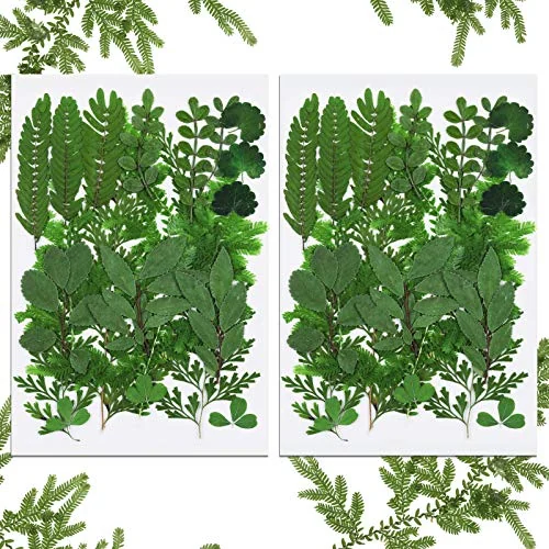 42 feuilles séchées pressées pour inclusion résine, nuances de vert, photo du produit